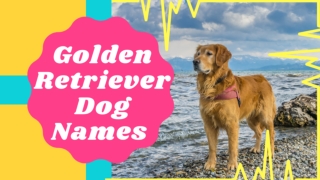 Top 20 Most Popular Golden Retriever Dog Names With Meaning ! Unique Dog Names 2021