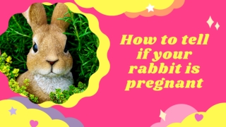 Top 10 Ways to Tell If a Rabbit Is Pregnant 2020 ! Signs of Rabbit Pregnancy