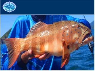 Fishing Charters Airlie Beach