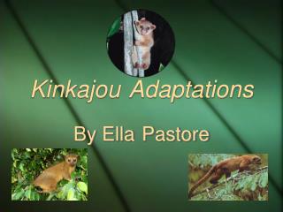 Kinkajou Adaptations