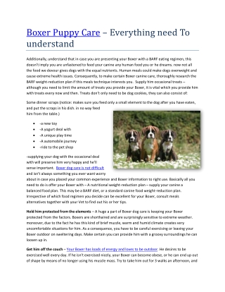 Boxer Puppy Care – Everything need To understand