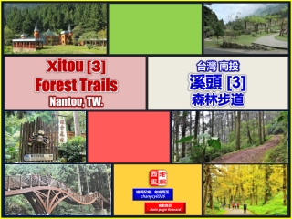 Xitou [3] Forest Trails, Nantou, TW. (台灣 南投 溪頭 [3] 森林步道)