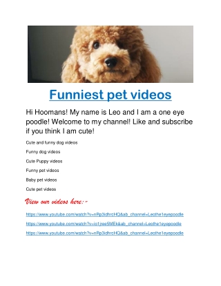 Pet lover videos