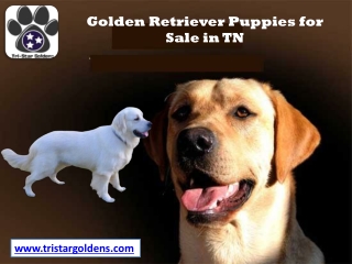 Golden Retriever Puppies for Sale in TN | Tristar Goldens