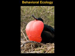 Behavioral Ecology
