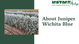 Know About Juniper Wichita Blue | InstantHedge