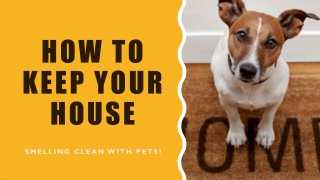How to Get Your House to Not Smell Like Your Pets