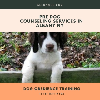 Pre Dog Counseling Services in Albany NY