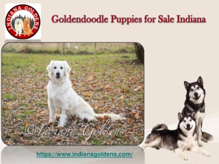 Goldendoodle Puppies for Sale Indiana