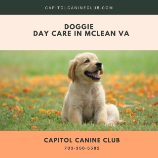 Doggie Day Care in McLean VA