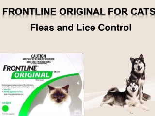 Buy Frontline Original Best Flea Treatment for Cats at best price in Australia - VetSupply
