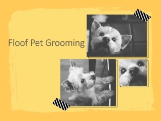 Dog Groomer in Downtown Seattle