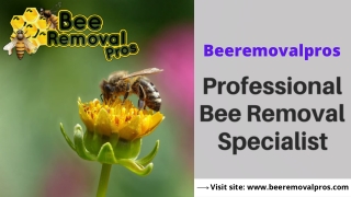 Professional Honey Bee Removal Specialist | Beeremovalpros