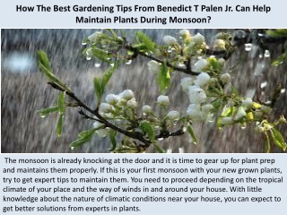 How The Best Gardening Tips From Benedict T Palen Jr. Can Help Maintain Plants During Monsoon?