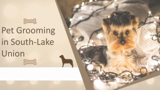 Pet Grooming in South-Lake Union