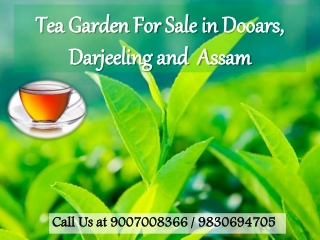 Tea Garden For Sale in Dooars, Darjeeling and  Assam