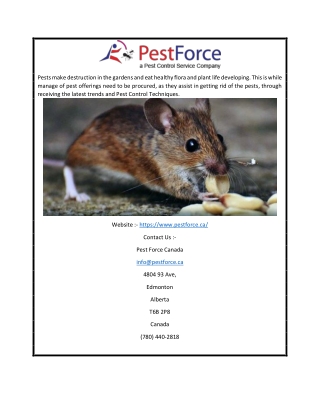 Pest Control Edmonton | Pestforce.ca