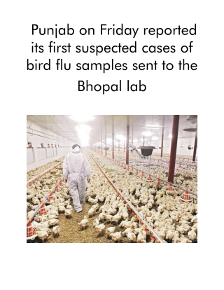 Punjab on Friday Reported Its First Suspected Cases of Bird Flu Samples Sent to the Bhopal Lab