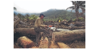 DILG, DENR join forces to clamp down on illegal logging