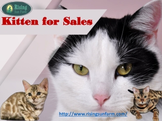 Cats & Kittens for Sale in USA | Rising Sun Farm