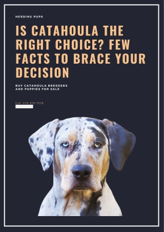 Is Catahoula the Right Choice? Few Facts to Brace your Decision By Herding Pups