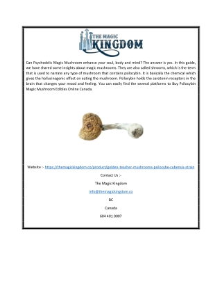 Buy Magic Mushroom Strain Online For Good Health| The Magic Kingdom