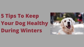 5 Tips To Keep Your Dog Healthy During Winters