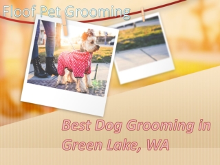 Pet Grooming in Green Lake