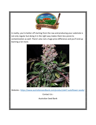 Ak 47 Autoflower Seeds | Australianseedbank.com