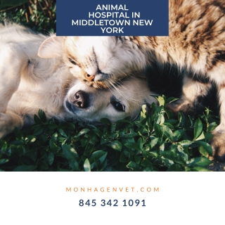 Animal Hospital in Middletown New York