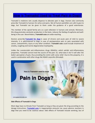 How is Tramadol Used to Treat Pain in Dogs?