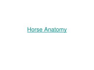 Horse Anatomy