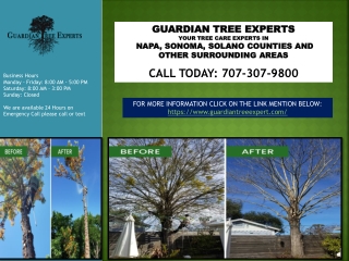 Tree Pruning Napa