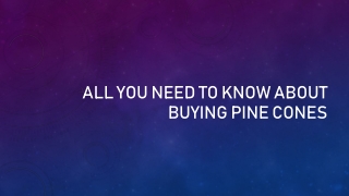 All You Need To Know About Buying Pine Cones