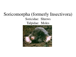 Soricomorpha (formerly Insectivora) Soricidae: Shrews Talpidae: Moles