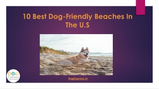 10 Best Dog Friendly Beaches In The U.S