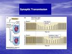 Synaptic Transmission