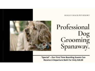 Professional Dog Grooming service in Spanaway