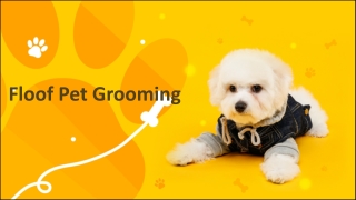 Best Dog Groomers in Seattle