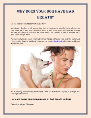 Why Does Your Dog Have Bad Breath?