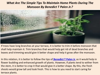 What Are The Simple Tips To Maintain Home Plants During The Monsoon By Benedict T Palen Jr.?