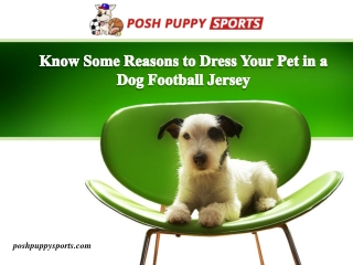 Know Some Reasons to Dress Your Pet in a Dog Football Jersey