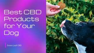 Choose the Best CBD Products for Your Dog