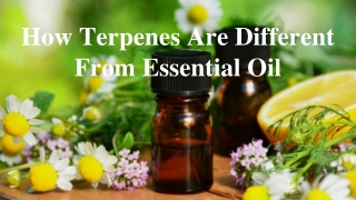 How Terpenes Are Different From Essential Oil