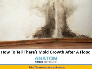 How to tell there’s Mold Growth after a Flood, Mold Remediation Aurora