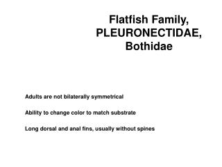 Flatfish Family, PLEURONECTIDAE, Bothidae