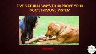Five Natural Ways To Improve Your Dog’s Immune System