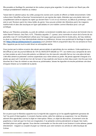 Comment expliquer vente tillandsia à vos grands-parents