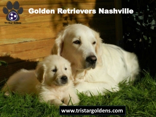 Tri-star goldens | Golden Retrievers Nashville