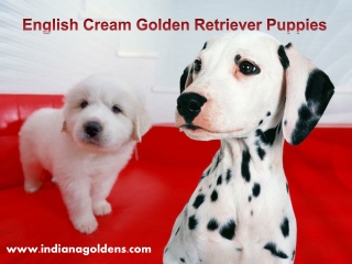 English Cream Golden Retriever Puppies - Indianagoldens.com